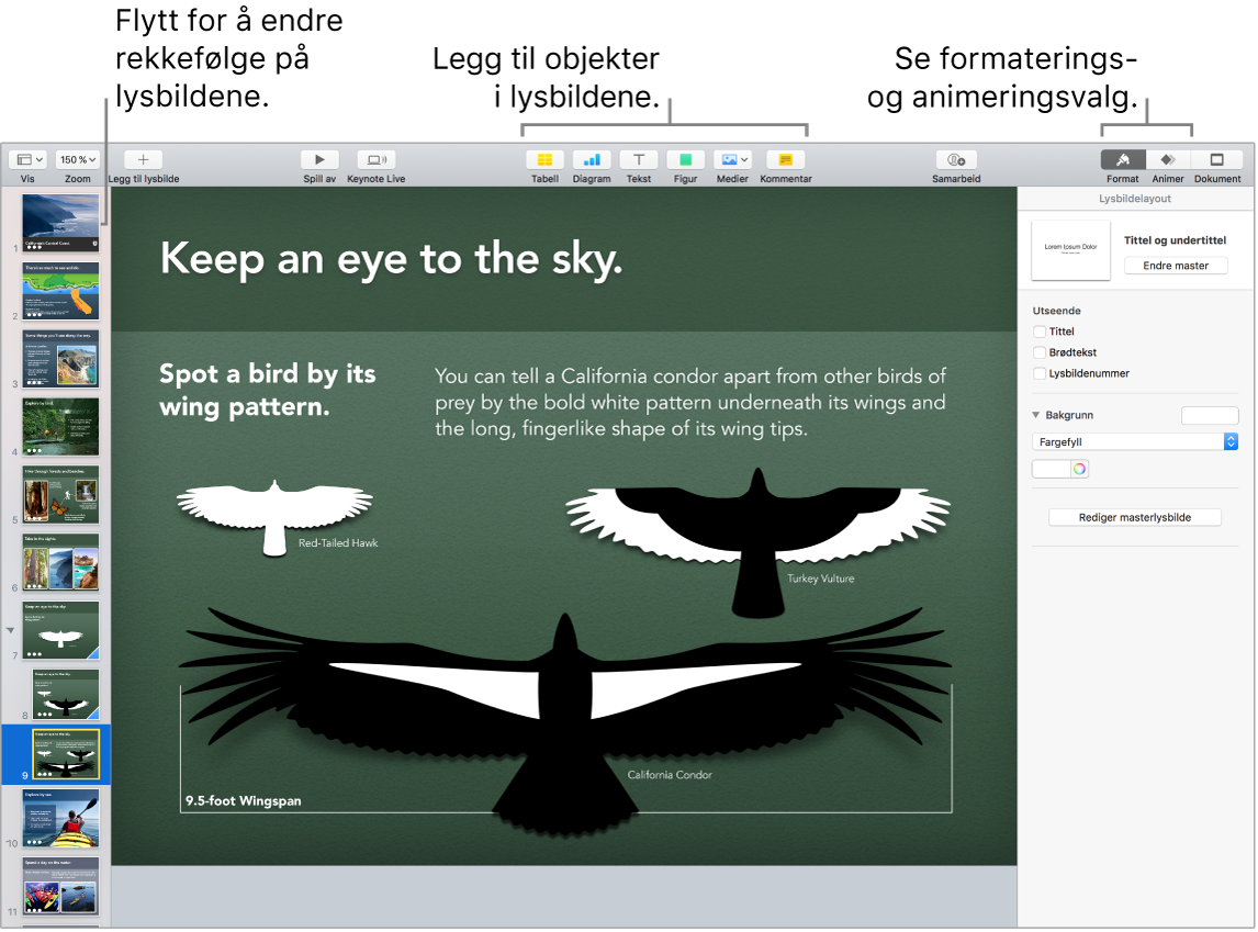 Et Keynote-vindu som viser hvordan man omorganiserer lysbilder, og som identifiserer knapper som lar deg legge til objekter på lysbilder, inkludert alternativer for format og animering.