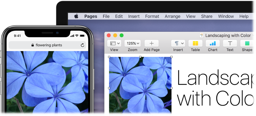 An iPhone displaying a photo, next to a Mac showing the photo being pasted into a Pages document.