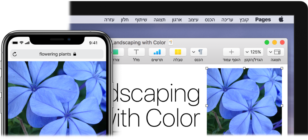 מכשיר iPhone המציג תמונה, לצד Mac המציג את אותה תמונה מודבקת במסמך Pages.