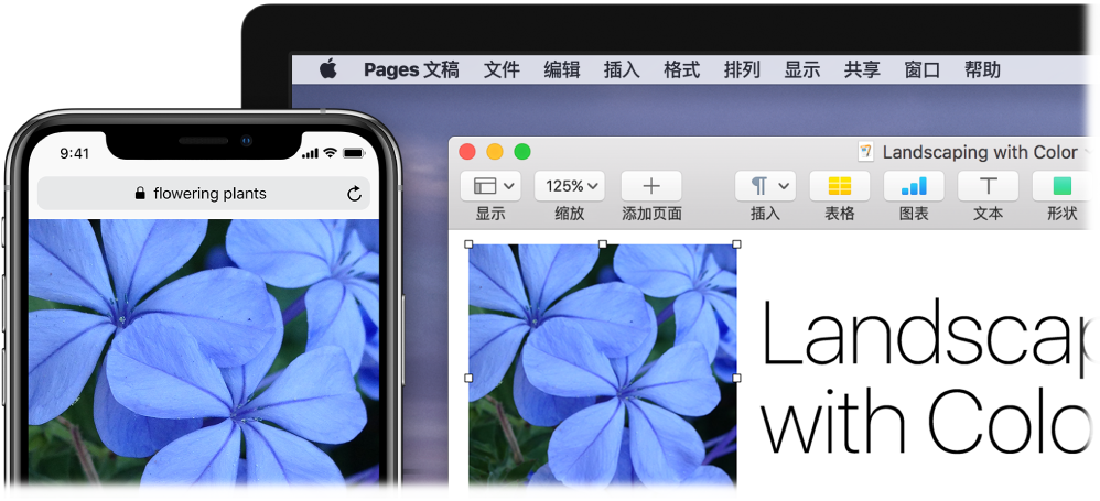 iPhone 显示一张照片，旁边的 Mac 上显示该照片被粘贴到 Pages 文稿中。