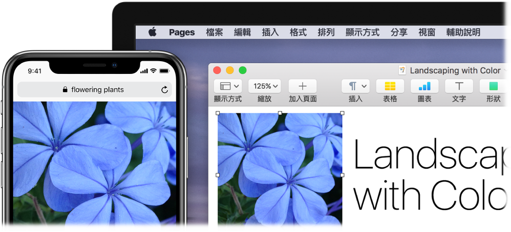 顯示照片的 iPhone，旁邊顯示的是正在將該照片貼入 Pages 文件的 Mac。