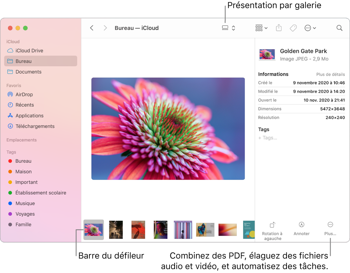 Une fenêtre du Finder ouverte dans la présentation par galerie, affichant une grande photo avec une rangée de photos plus petites (le défileur) en dessous. Les commandes permettant de faire pivoter, marquer et plus encore sont situées à droite du défileur.