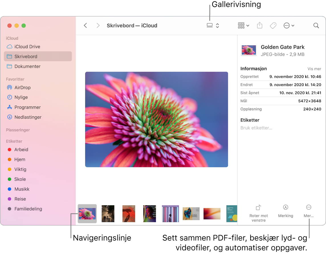 Et åpent Finder-vindu i gallerivisning som viser et stort bilde med en rekke småbilder – navigeringslinjen – under det. Kontroller for rotering, merking og annet er til høyre for navigeringslinjen.