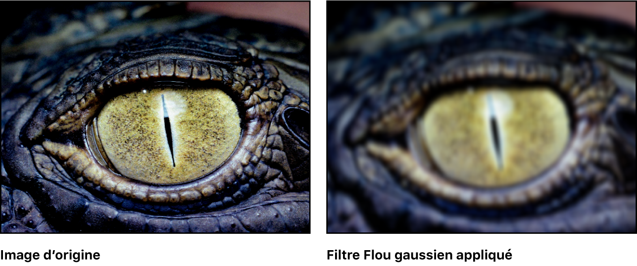 Canevas affichant l’effet du filtre Flou gaussien