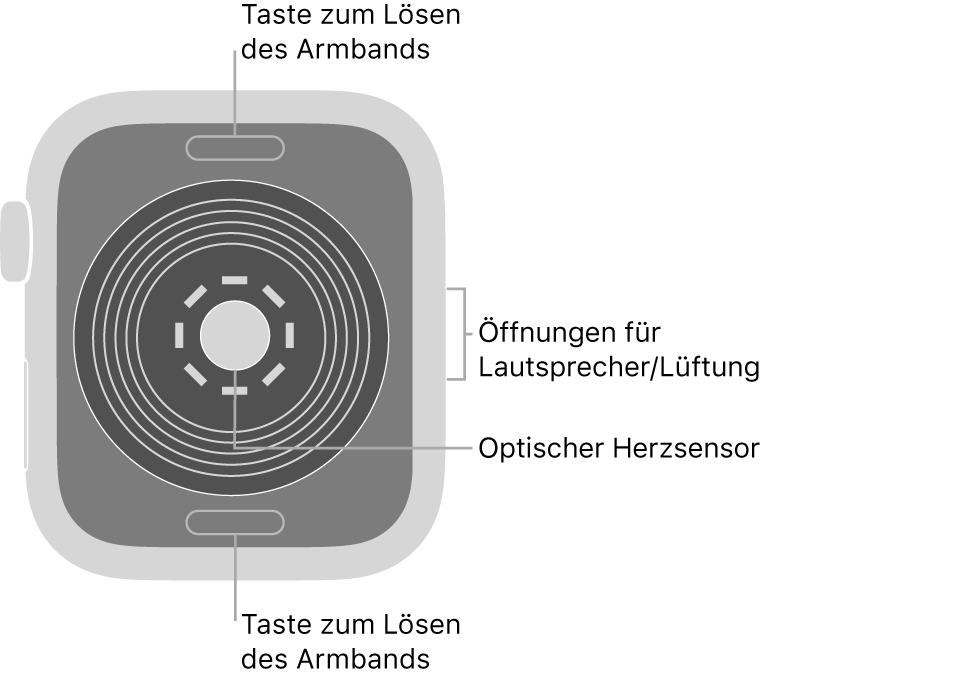 Die Rückseite der Apple Watch SE mit Entriegelungstasten oben und unten, optischem Herzsensor in der Mitte sowie Lautsprecher-/Lüfteröffnungen an der Seite.