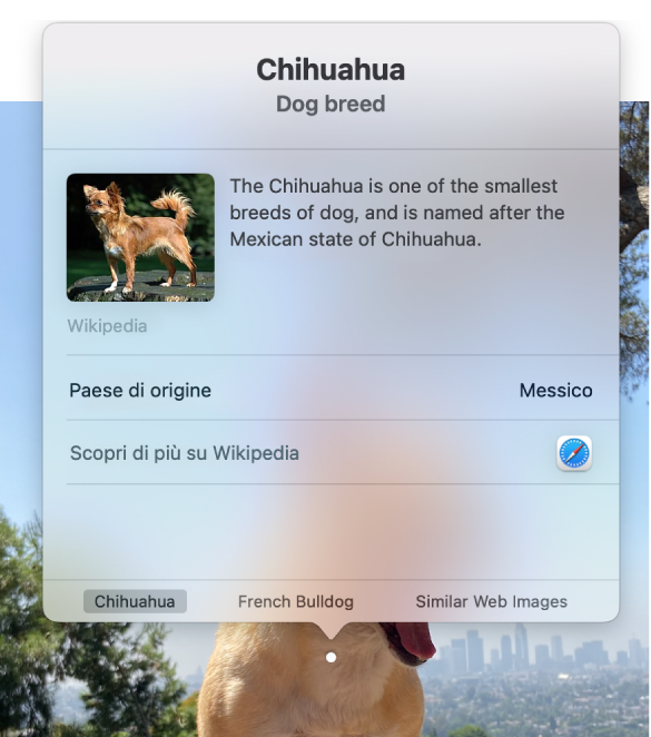 Una foto di un chihuahua seduto su una roccia con la finestra Ricerca visiva che mostra informazioni sulla razza chihuahua.
