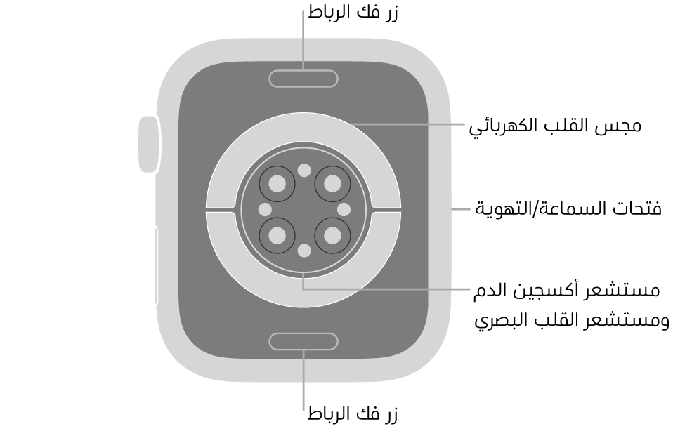 الجزء الخلفي من Apple Watch Series 7 ويظهر به زرا تحرير الرباط في الأعلى والأسفل ومجس القلب الكهربائي ومستشعر القلب البصري ومستشعر أكسجين الدم وفتحات السماعة/التهوية على الجانب.