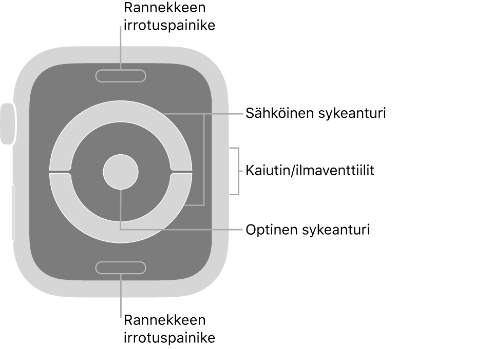 Apple Watch Series 4:n ja Apple Watch Series 5:n takaosa, jossa on rannekkeen irrotuspainikkeet ylhäällä ja alhaalla, sähköiset sykeanturit ja optinen sykeanturi keskellä sekä kaiutin/ilmastointiaukot kellon sivussa.