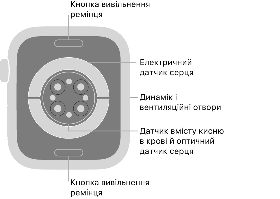 Задня панель Apple Watch Series 7 із кнопками вивільнення ремінця вгорі та внизу, електричними датчиками серця, оптичними датчиками серця й датчиками рівня кисню в крові посередині, а також динаміком/вентиляційними отворами збоку.