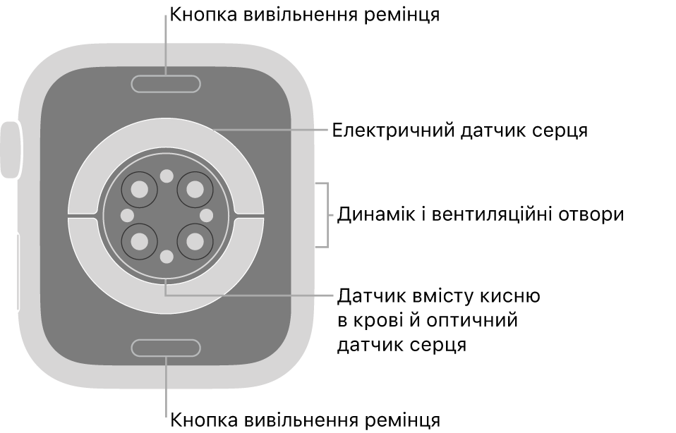 Задня панель Apple Watch Series 6 із кнопками вивільнення ремінця вгорі та внизу, електричними датчиками серцевого ритму, оптичними датчиками серцевого ритму й датчиками рівня кисню в крові посередині, а також динаміком/вентиляційними отворами збоку.