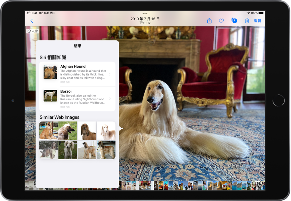 阿富汗獵犬的照片以全螢幕顯示方式打開。照片最上方的彈出式選單顯示了「圖像查詢」結果：犬隻品種和「類似網路影像」的「Siri 相關知識」。