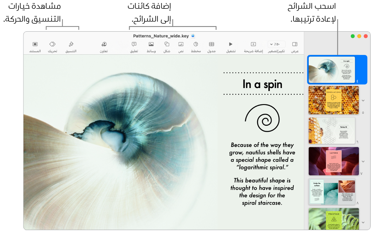 نافذة Keynote تعرض متصفح الشرائح على اليمين وكيفية إعادة ترتيب الشرائح، وشريط الأدوات وأدوات التحرير الخاصة به في الأعلى، والزر تعاون بالقرب من أعلى اليسار، والزرين تنسيق وحركة على اليسار.
