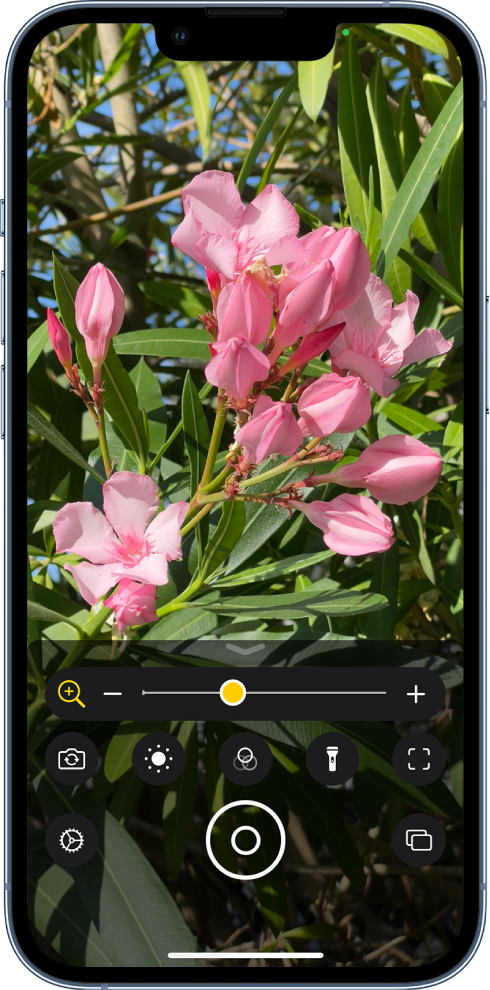 The Magnifier screen showing a close-up of a flower.