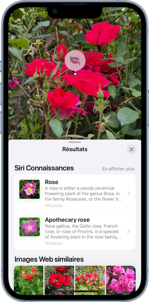 Une photo est ouverte en haut de l’écran. Sur la photo se trouve une rose sur laquelle apparaît une icône « Recherche visuelle ». La moitié inférieure de l’écran montre les connaissances de Siri sur les roses et des images web similaires.