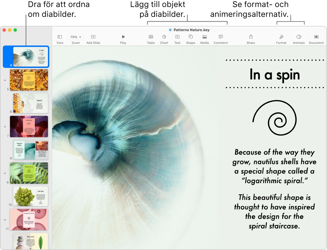 Ett Keynote-fönster som visar diabildsnavigatorn till vänster och hur du ordnar om diabilder, verktygsfältet med redigeringsverktyg överst, samarbetsknappen uppe till höger och knapparna för format och animering till höger.