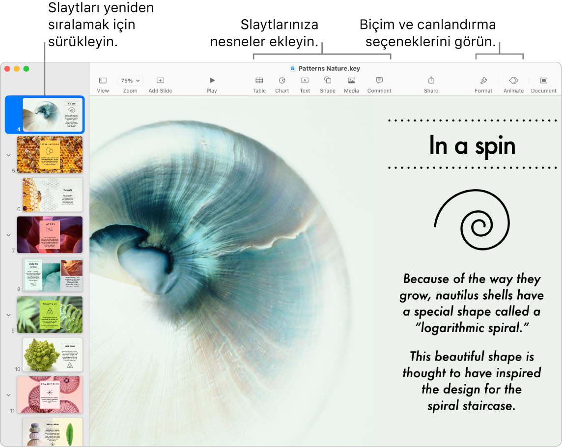 Sol tarafta slayt gezginini ve slaytları yeniden sıralamayı, en üstte araç çubuğunu ve düzenleme araçlarını, sağ üst tarafta Ortak Çalış düğmesini ve sağda Biçim ve Canlandır düğmelerini gösteren bir Keynote penceresi.