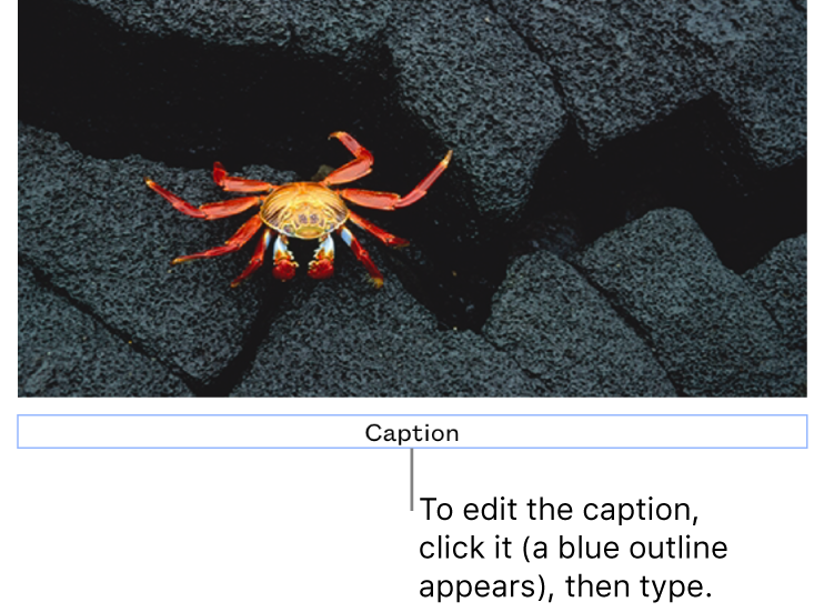 The placeholder caption, “Caption,” appears below a photo; a blue outline around the caption field shows it’s selected.