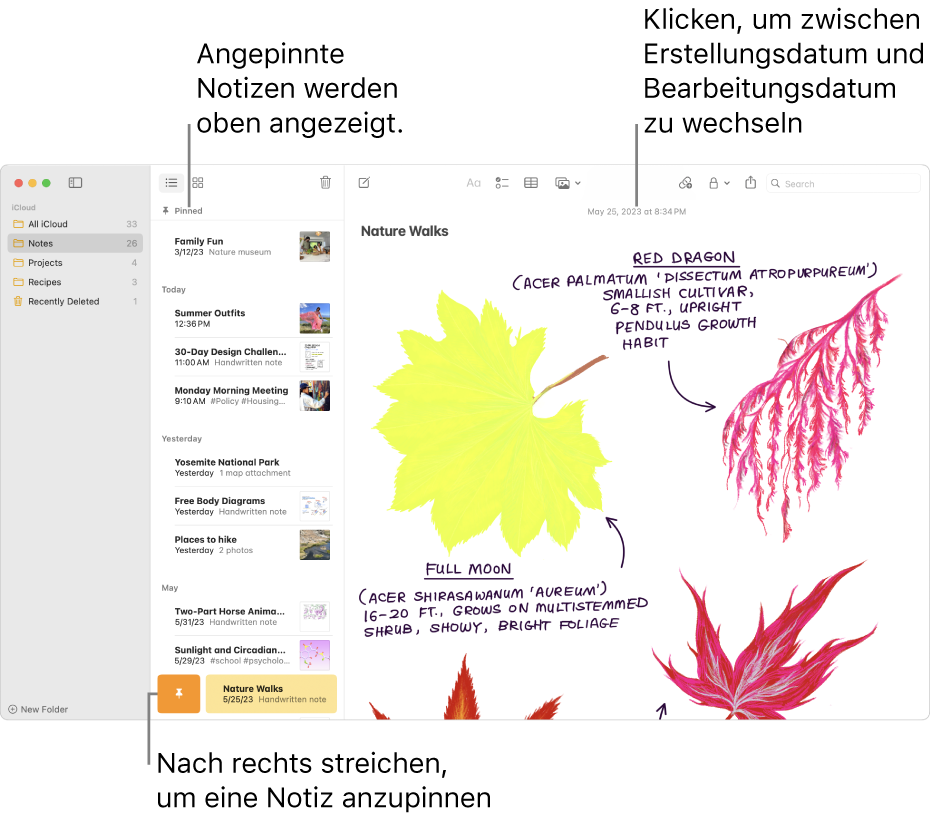 Das Fenster „Notizen“ mit der Liste der Notizen auf der linken Seite, angehefteten Notizen oben in der Liste und der Stecknadel-Taste auf einer Notiz. Der Inhalt der Notiz wird rechts mit dem Datum oben angezeigt. Durch Klicken auf das Datum kann zwischen Erstellungs- und Bearbeitungsdatum gewechselt werden.