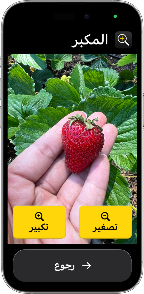 جهاز iPhone في وضع الوصول المساعد وتطبيق المكبِّر مفتوح عليه. صورة مقربة ليد تحمل ثمرة فراولة تملأ معظم الشاشة، مع أزرار تكبير وتصغير ورجوع في الجزء السفلي.