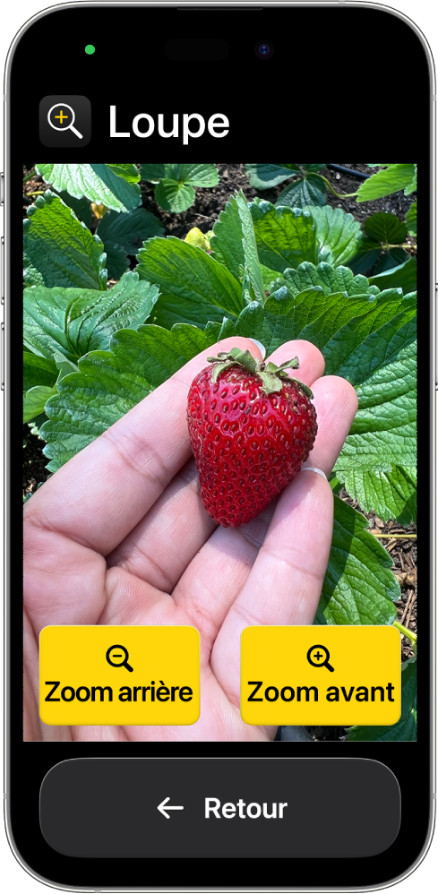 Un iPhone dans Accès d’aide avec l’app Loupe ouverte. Une image en gros plan d’une main tenant une fraise occupe la majeure partie de l’écran, avec des boutons Zoom avant, Zoom arrière et Retour en bas.