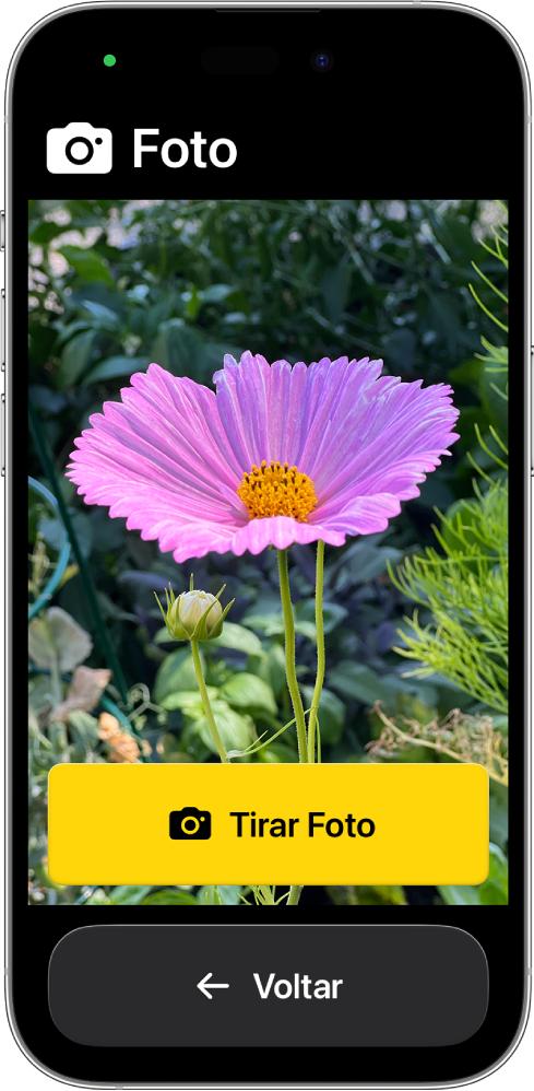 iPhone no Acesso Assistivo mostrando o app Câmera aberto e botões grandes para tirar foto e voltar para a tela anterior.