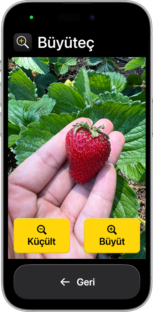 Büyüteç uygulaması açık olarak Yardımcı Erişim’de bir iPhone. Çilek tutan bir elin yakın çekim görüntüsü ekranın büyük bir bölümünü dolduruyor; Büyüt, Küçült ve Geri düğmeleri en altta.