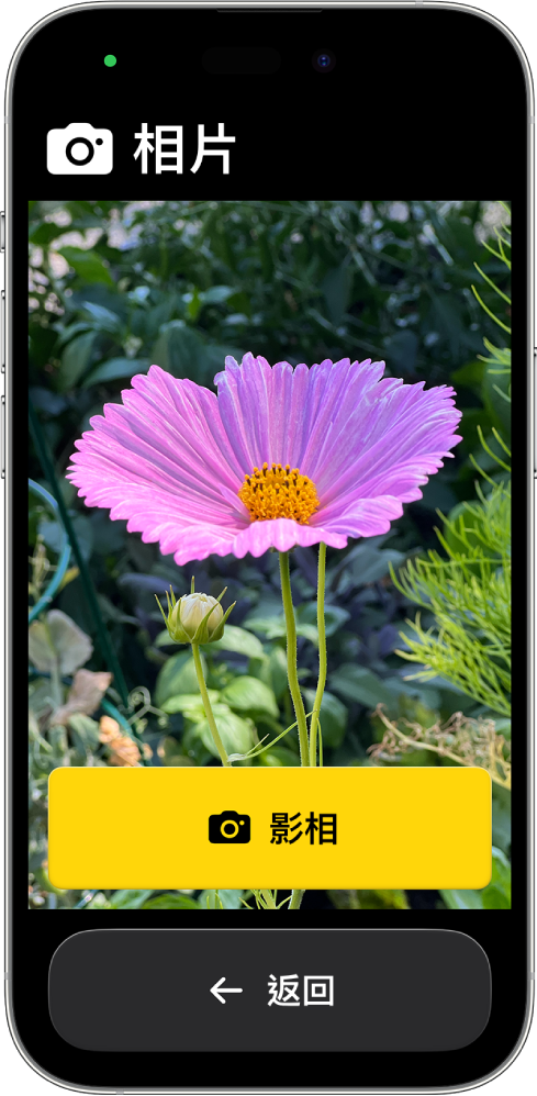 處於「輔助取用」的 iPhone 顯示已開啟的「相機」App，其中包括一個用來拍攝相片的大型按鈕，以及另一個用來返回上一個畫面的大型按鈕。