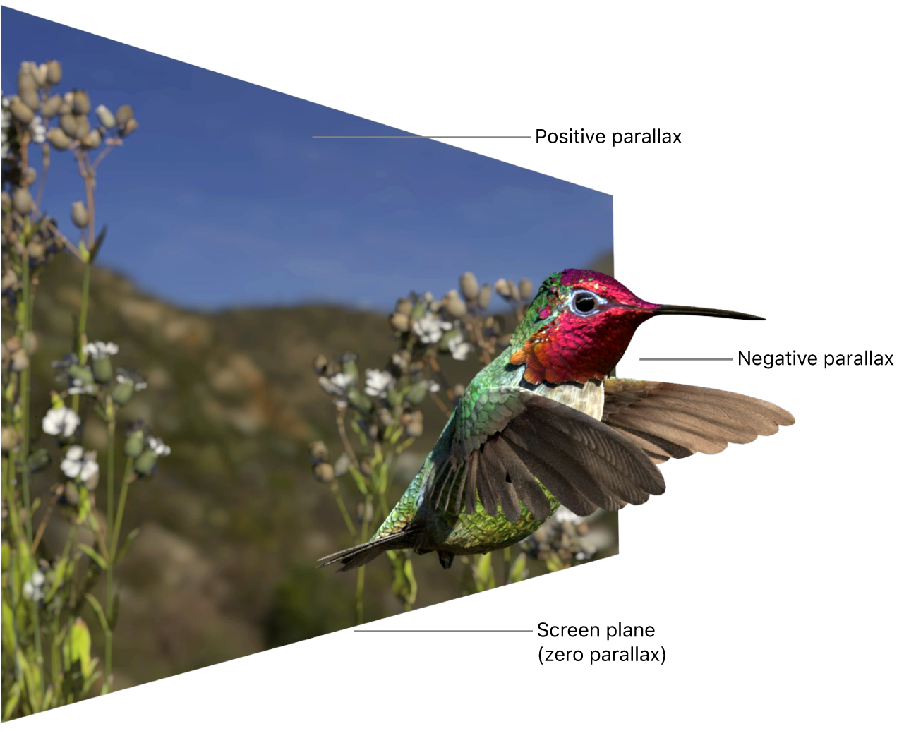 A stereo video scene with a hummingbird in the foreground, some plants in the middle ground, and mountains in the background. The hummingbird appears to be in front of the screen, an example of negative parallax. The mountains appear to be positioned behind the screen, an example of positive parallax. The plants appear to be even with the screen plane, an example of zero parallax.