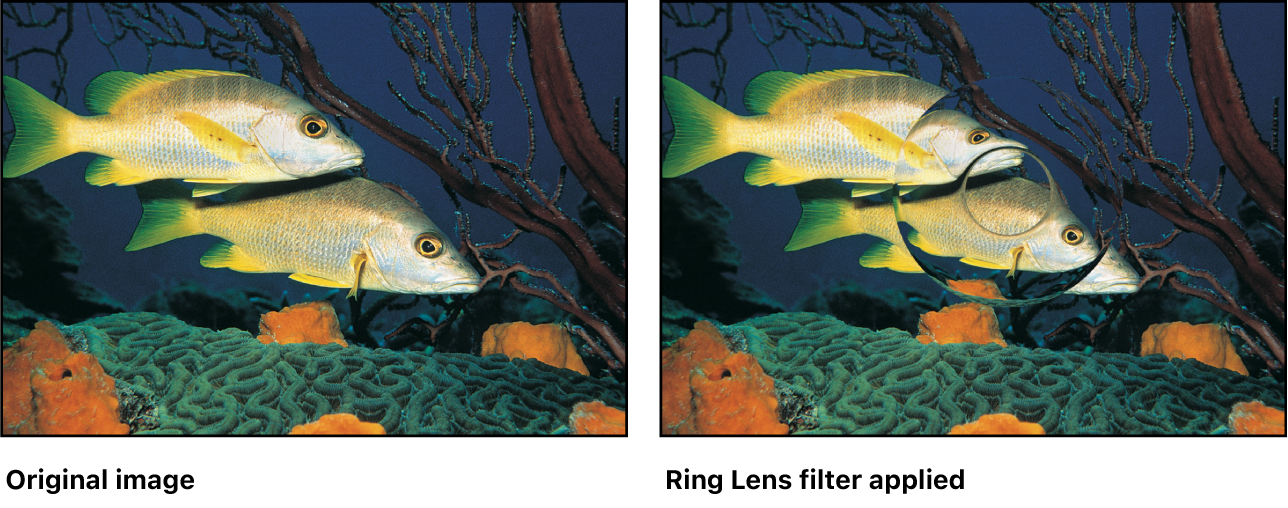 Canvas showing effect of Ring Lens filter