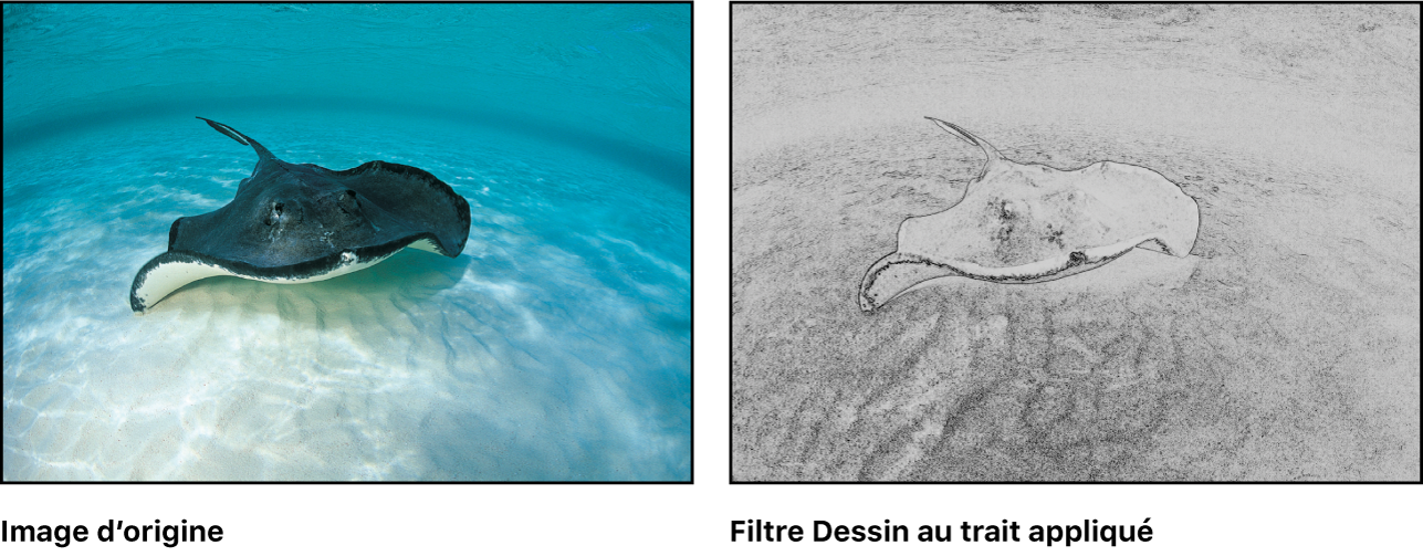 Canevas affichant l’effet du filtre Dessin au trait