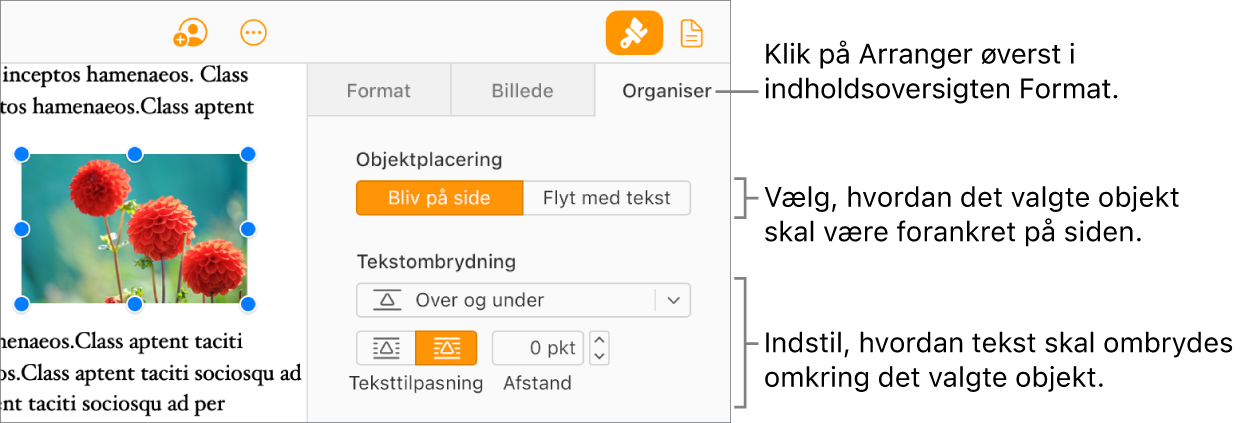 Et billede er valgt i brødteksten. Fanen Arranger i indholdsoversigten Format viser, at objektet er indstillet til Bliv på side, så teksten ombrydes over og under objektet.