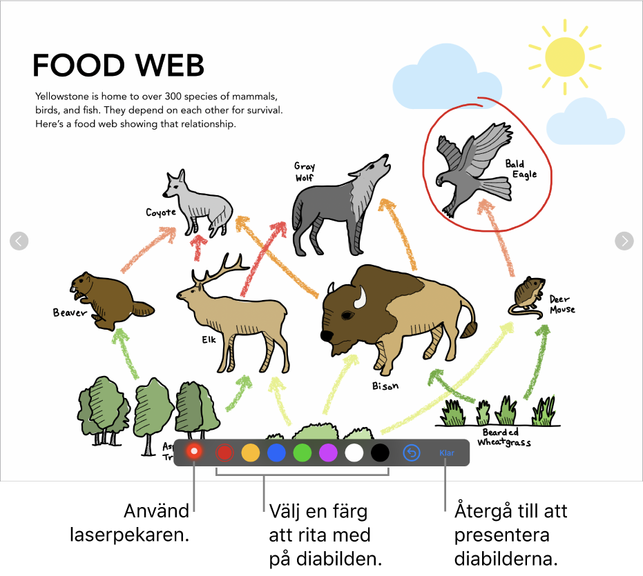 En diabild i illustrationsläge för diabilder, med laserpekaren och färgmarkeringsreglage.