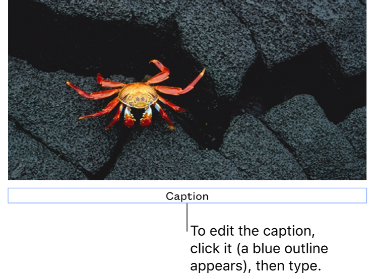 The placeholder caption, “Caption,” appears below a photo; a blue outline around the caption field shows it’s selected.