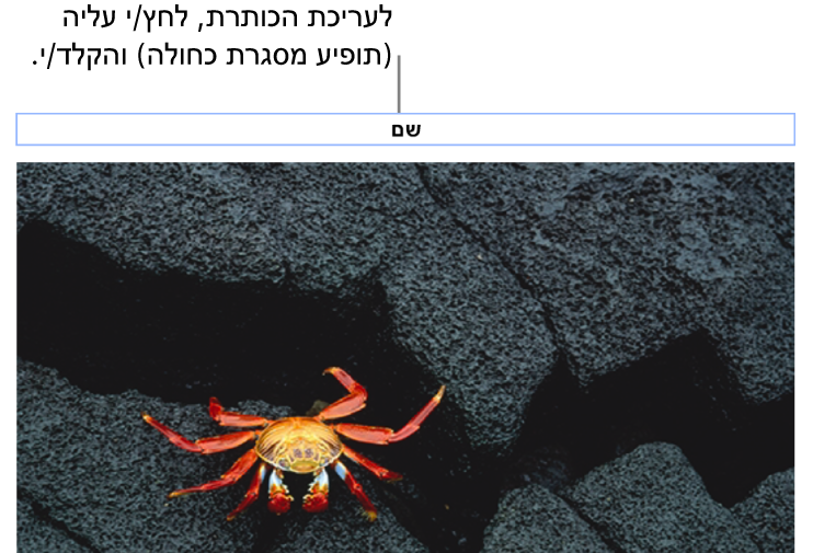 מציין המיקום של כותרת, ״כותרת״, מופיע מתחת לתמונה; קו מתאר כחול מסביב לשדה הכותרת מראה שהשדה נבחר.