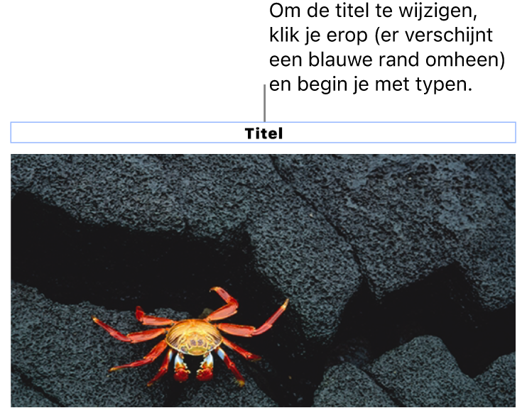 Boven een foto staat de plaatsaanduiding 'Titel'. Een blauwe rand om het titelveld geeft aan dat het geselecteerd is.