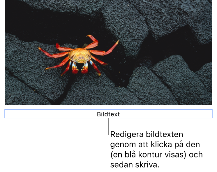 Platshållarbildtexten Bildtext visas under en bild. Den blå konturen runt bildtextfältet visar att det är valt.