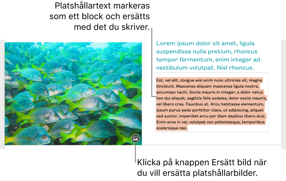 Platshållartext och platshållarbilder.