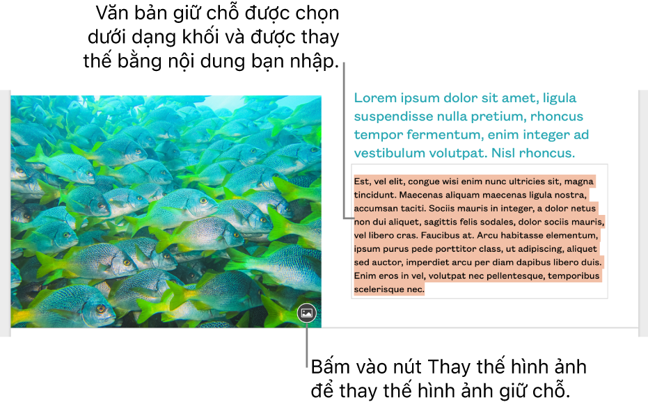 Văn bản và hình ảnh giữ chỗ.