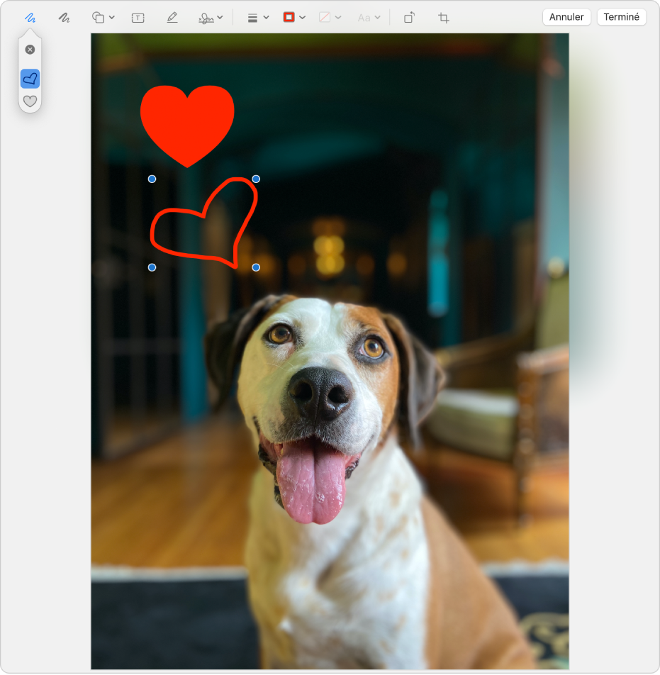 Dessiner un cœur sur une image à l’aide de l’outil d’annotation.