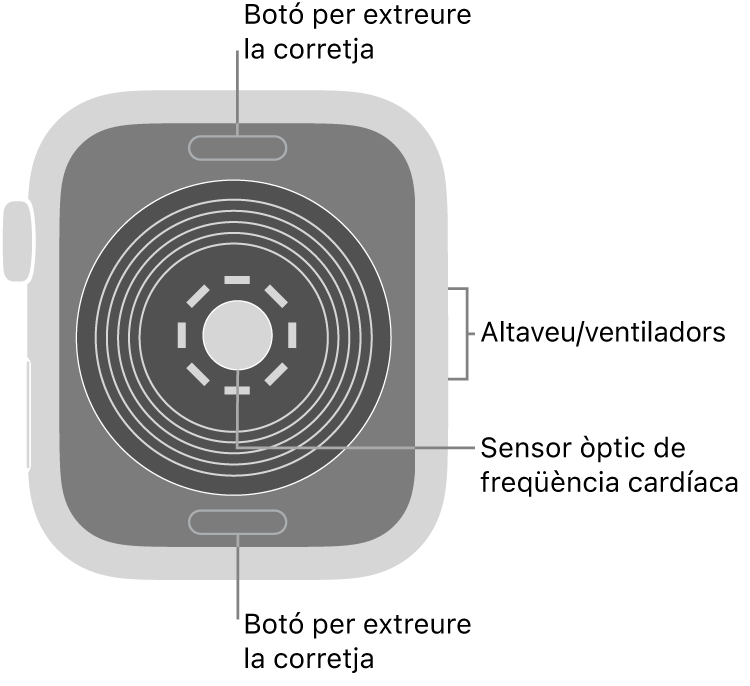 La part de darrere de l’Apple Watch SE mostra els botons per obrir la corretja a dalt i a baix; els sensors òptics cardíacs al mig, i l’altaveu i les sortides de ventilació a la part lateral del rellotge.