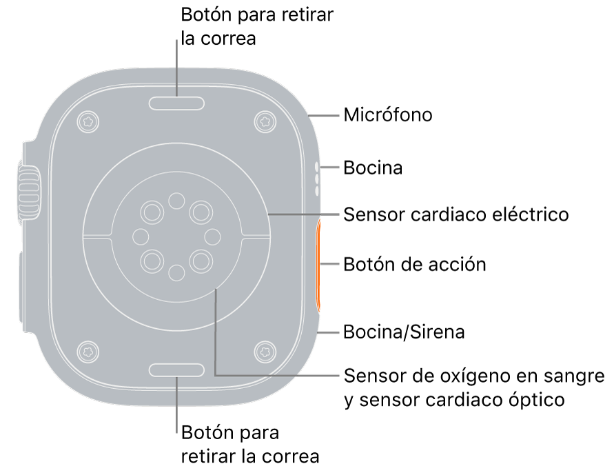 En el reverso del Apple Watch Ultra se muestran los botones de liberación de correa en la parte superior e inferior. En el lateral, unos textos indican dónde están el micrófono, la bocina, el sensor eléctrico de frecuencia cardiaca, el botón de acción, un puerto de bocina por el cual se emite la sirena, los sensores de oxígeno en la sangre y los sensores ópticos de frecuencia cardiaca.