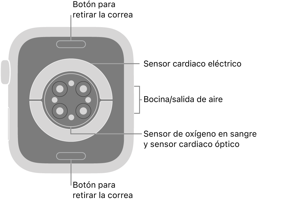 En el reverso del Apple Watch Series 6, se muestran los botones de liberación de correa en la parte superior e inferior; los sensores eléctricos y ópticos para medir la frecuencia cardiaca y los sensores para medir los niveles de oxígeno en la sangre en el centro; y la bocina/ranuras de aire en un lado.