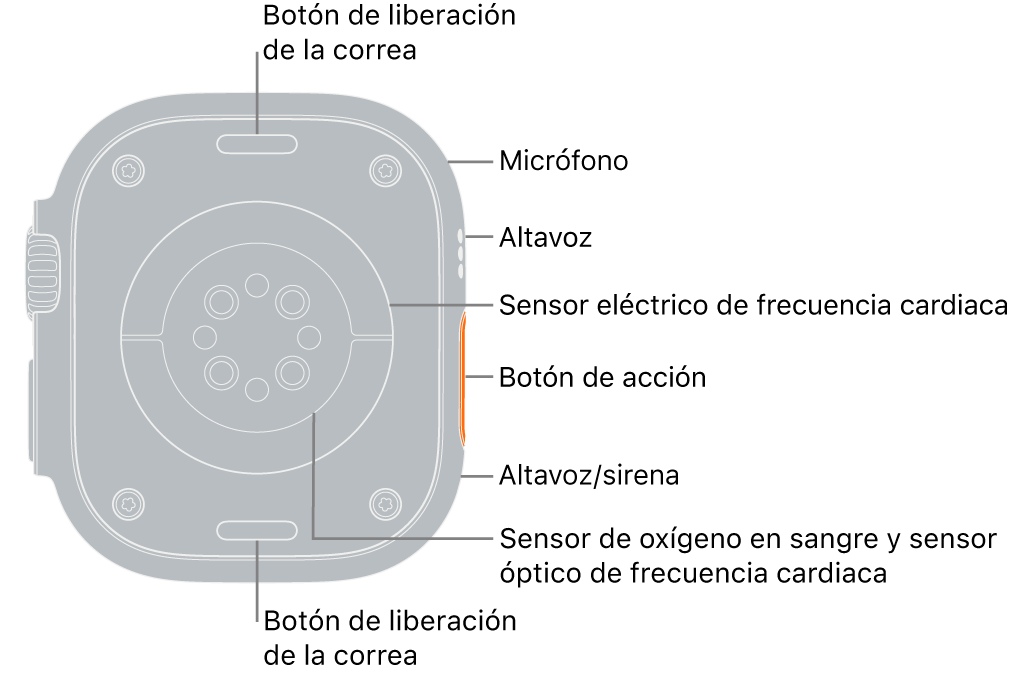 La trasera del Apple Watch Ultra, con los botones para soltar la correa arriba y abajo. En el lateral, unas leyendas indican dónde están el micrófono, el altavoz, el sensor de frecuencia cardiaca, el puerto del altavoz que emite la sirena, los sensores de oxígeno en sangre y los sensores ópticos de frecuencia cardiaca.