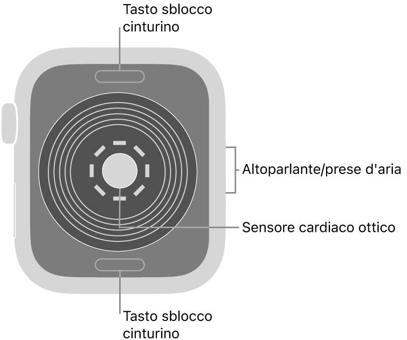 La parte posteriore di Apple Watch SE, con i pulsanti di sblocco del cinturino in alto e in basso, il sensore ottico per il cuore in mezzo, e l’altoparlante e i condotti di ventilazione sul lato.