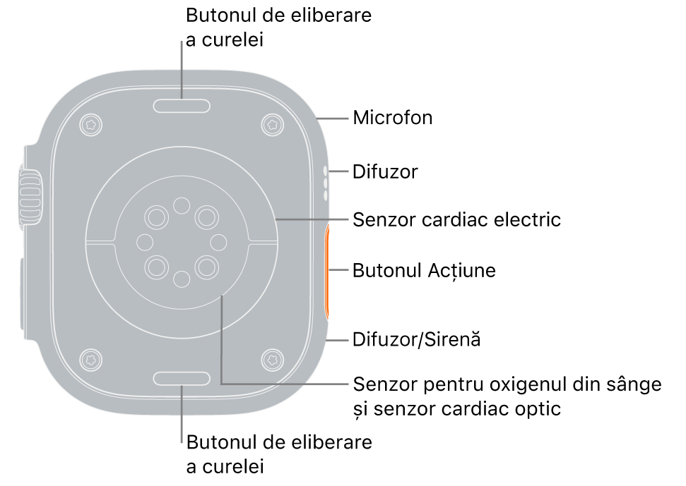 Spatele dispozitivului Apple Watch Ultra, cu butoanele de eliberare a brățării în partea de sus și de jos. În lateral, explicațiile indică spre un microfon, un difuzor, senzorul cardiac electric, butonul Acțiune, un port de difuzor de unde emite sirena, senzorii pentru oxigenul din sânge și senzorii cardiaci optici.