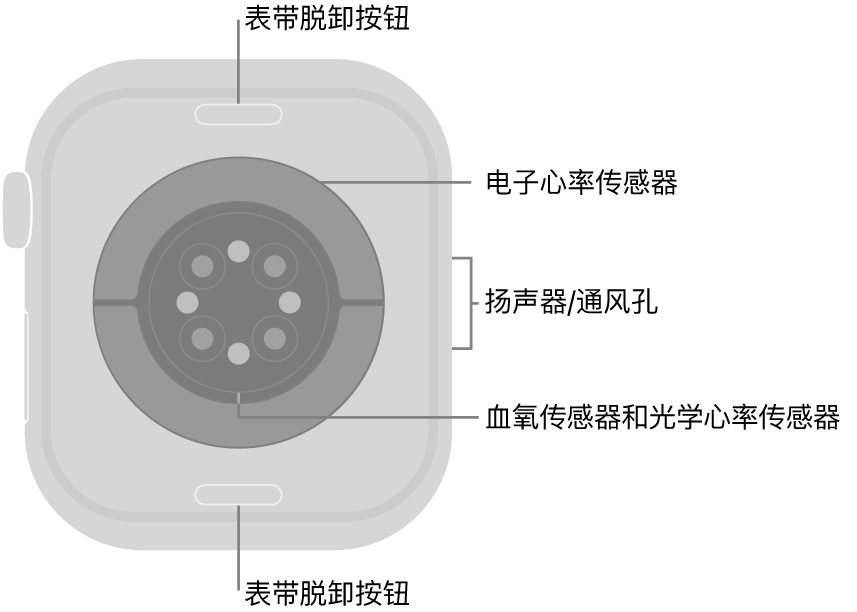 Apple Watch Series 10 的背面，顶部和底部是表带脱卸按钮，中间是电子心率传感器、光学心率传感器和血氧传感器，侧边是扬声器/通风孔。