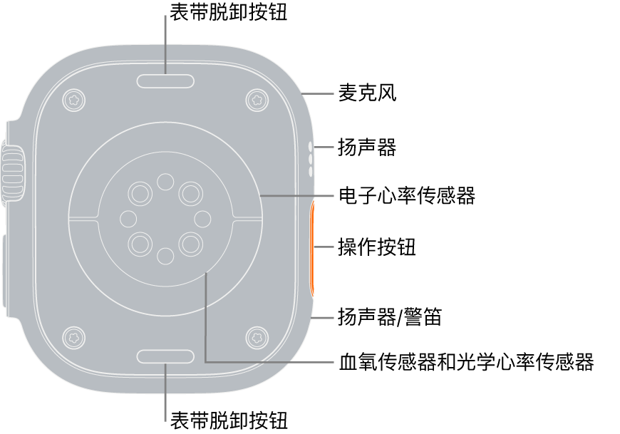 Apple Watch Ultra 表背，顶部和底部是表带脱卸按钮。侧边标注框指向麦克风、扬声器、电子心率传感器、操作按钮、警笛发声位置的扬声器端口、血氧传感器和光学心率传感器。