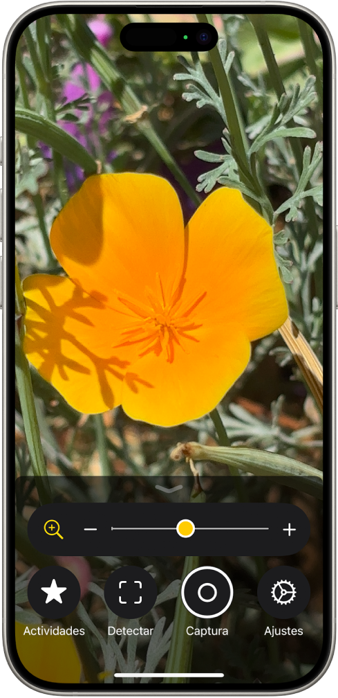 La app Lupa muestra un primer plano de una flor.