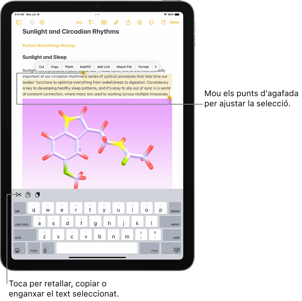 En una nota de l’app Notes se selecciona un fragment de text. A sobre del text seleccionat hi ha un menú amb els botons de retallada, còpia i enganxada, entre d’altres. El text seleccionat està ressaltat, i a cada extrem té un punt d’agafada per ajustar la selecció.