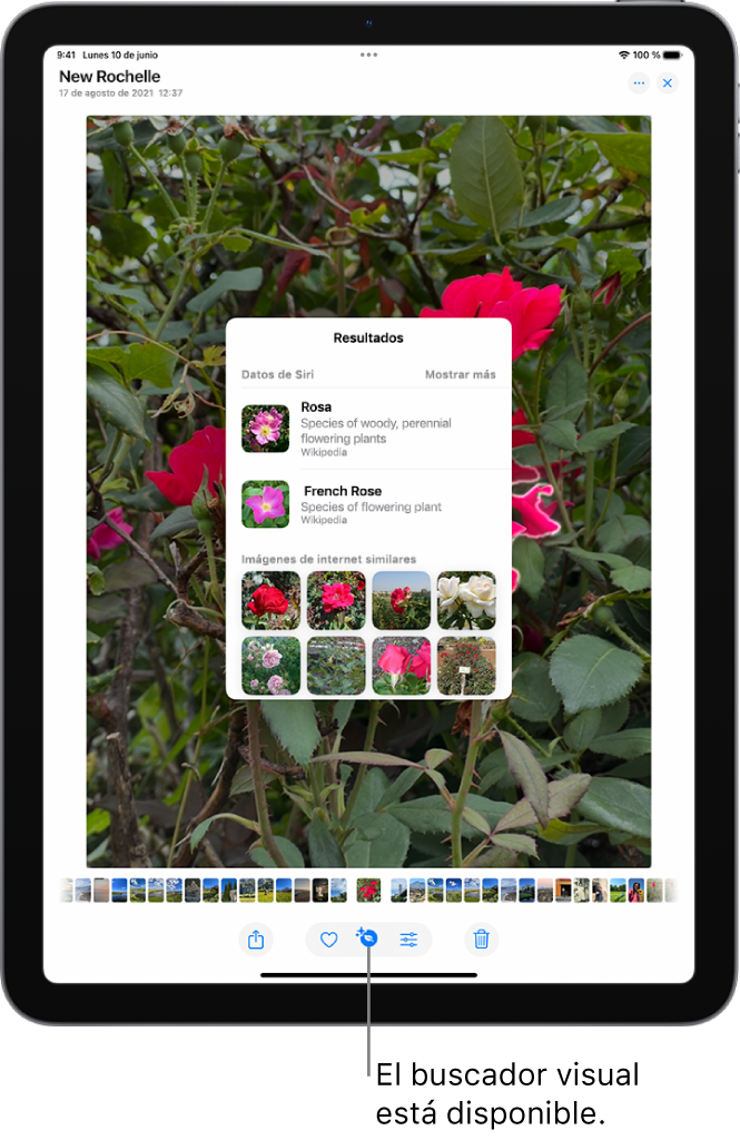 Hay una foto abierta en la fototeca de la app Fotos. En la parte superior de la pantalla, el botón Información muestra un icono que indica que hay información del buscador visual disponible. Se selecciona el botón y los resultados del “Buscador visual” se muestran en la pantalla.